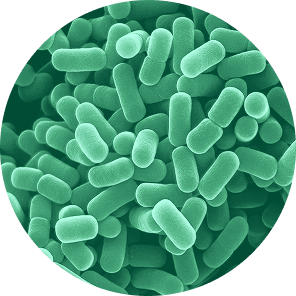 Lactobacillus plantarum under microscope