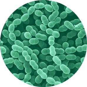 Streptococcus thermopilus under microscope